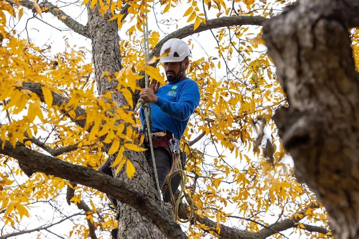 Skilled Storm Damage Cleanup crew working in Campti